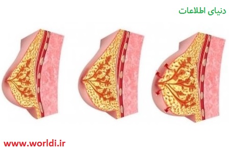 naturaful-breast-growth