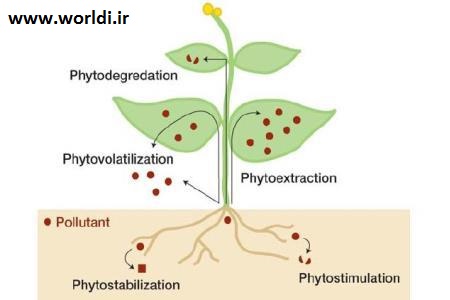 گیاه پالایی