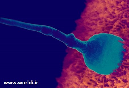 sperm_fertilizing_egg