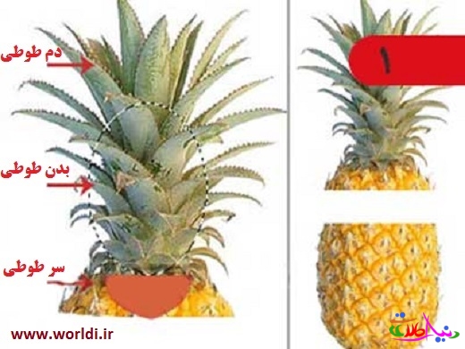 tazeen ananas