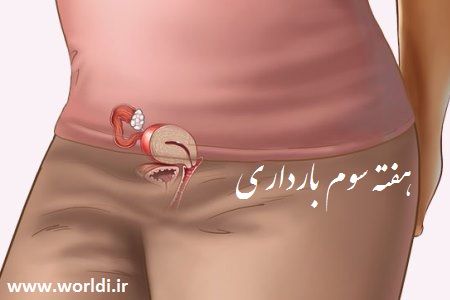 هفته سوم حاملگی