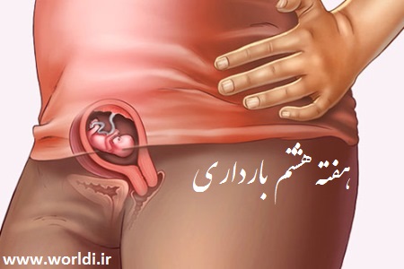 ۸-weeks-pregnant
