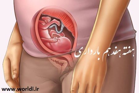 هفته 17 بارداری