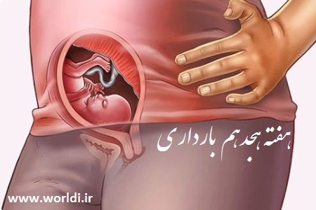 هفته 18 ام حاملگی