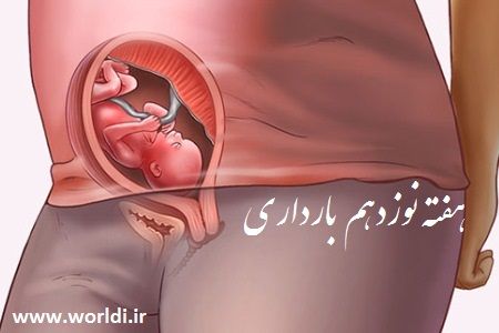 هفته 19 ام حاملگی