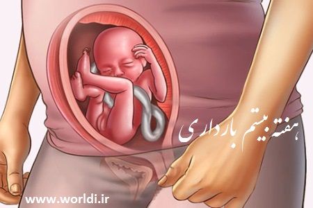 هفته بیستم حاملگی