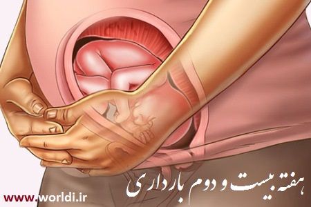 هفته 22 حاملگی