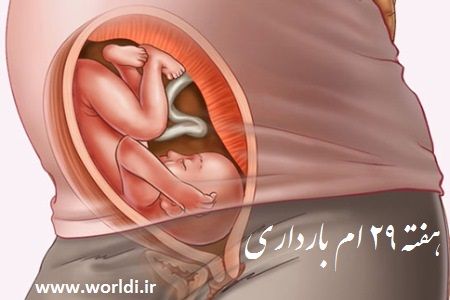 هفته بیست و نهم بارداری