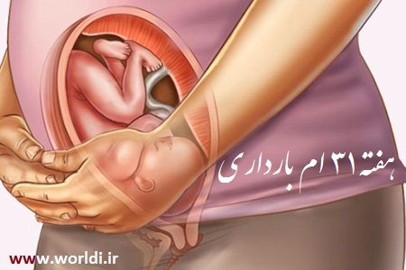 هفته 31 حاملگی