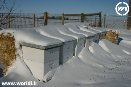 کندوی عسل در زمستان