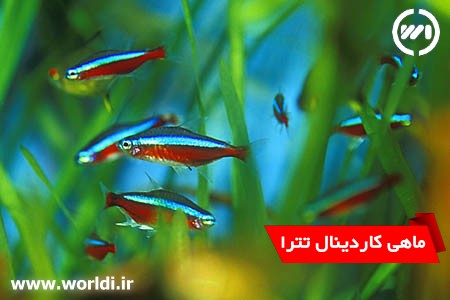 شناخت،نگهداری و معرفی انواع ماهیان تترا