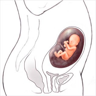 هفته 19 ام حاملگی