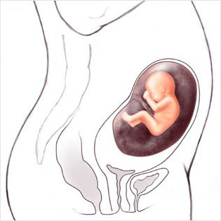 هفته 20 ام حاملگی