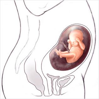 هفته 22 ام بارداری