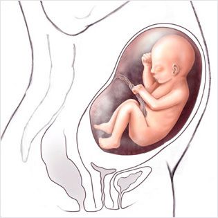 هفته بیست و نه بارداری