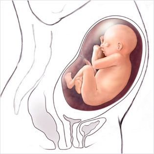 هفته 31 ام بارداری