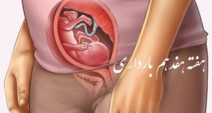 هفته 17 بارداری