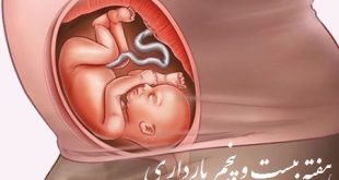 هفته 25 حاملگی