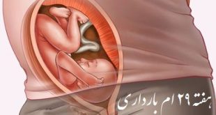 هفته بیست و نهم بارداری