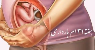 هفته 31 حاملگی