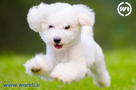 سگ پودل سفید شیری