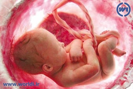 ضربان قلب جنین