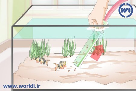 آموزش سیفون کردن آکواریوم