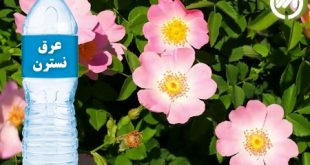 خواص عرق نسترن