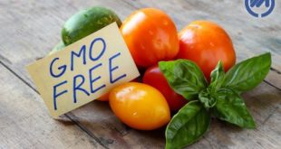 GMO Free و Non GMO چیست؟