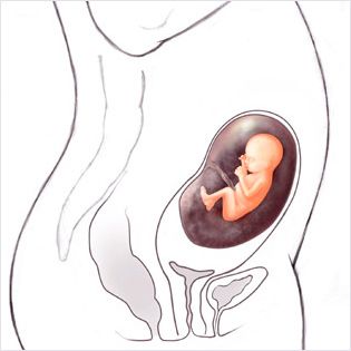 هفته شانزدهم بارداری