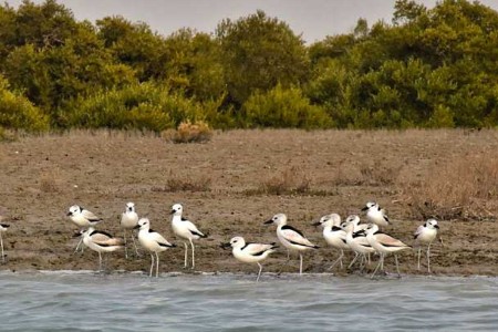 جنگل ‌های حرا قشم